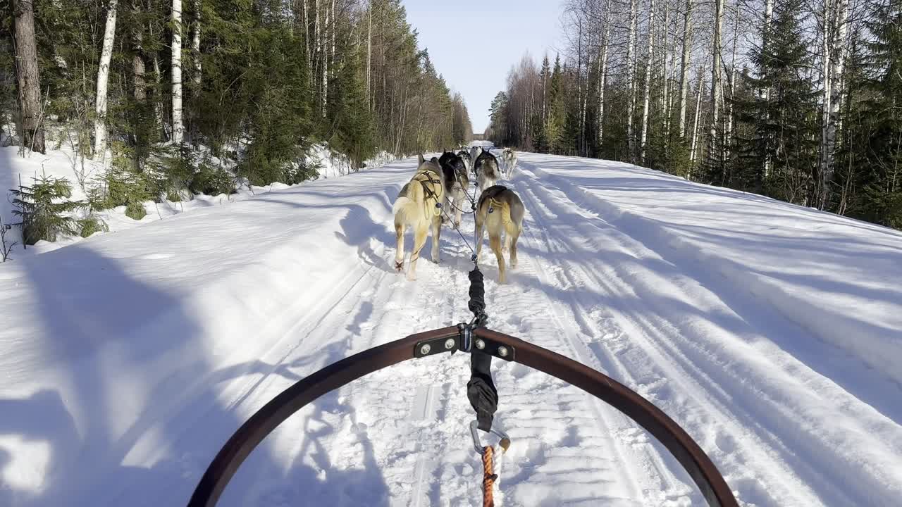 POV: giro in slitta trainata da cani lungo una strada innevata nella foresta mentre gli husky corrono veloci tra le tracce profonde, sole basso e luminoso e silenziosa natura selvaggia del nord