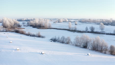 Snow-covered-hay-rolls-in-a-rural-landscape