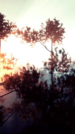 sunrise in a misty pine forest