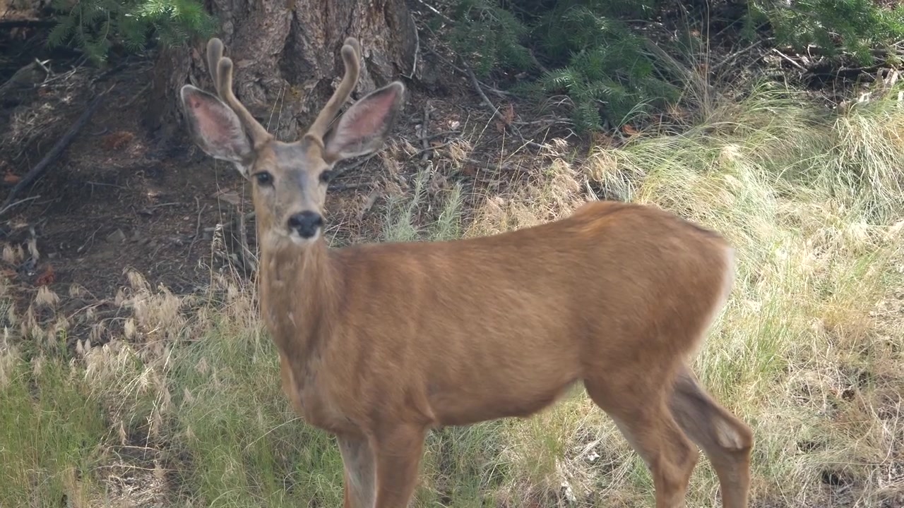Un giovane capriolo si ferma a mangiare dell'erba