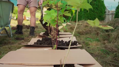 poner mantillo en cartones alrededor de árboles jóvenes de frambuesa y manzana