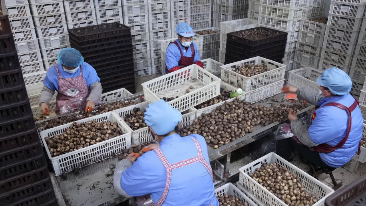 Workers sorting action factory agricultural storehouse process industrial environment view quality control in food production. Warehouse employee wearing masks gloves for hygiene food safety measures