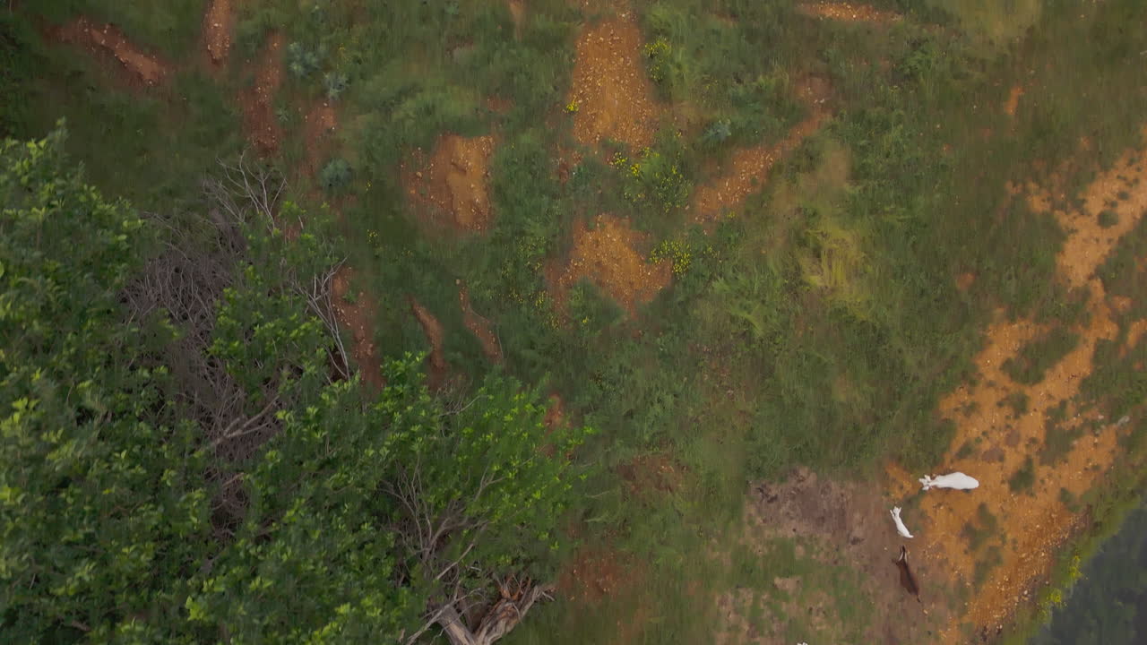 Goats graze along edge of pond on farmland with small wooded area, drone top down pan