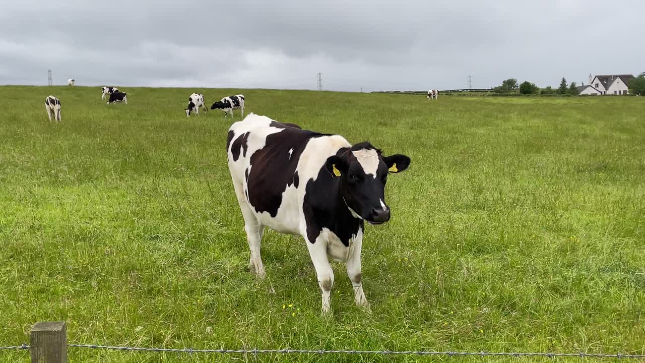 primer plano estático de una vaca joven comiendo hierba pacíficamente en un campo grande