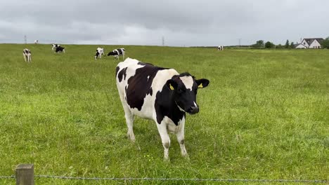 close up static shot of a young cow eating grass peacefully in a large field