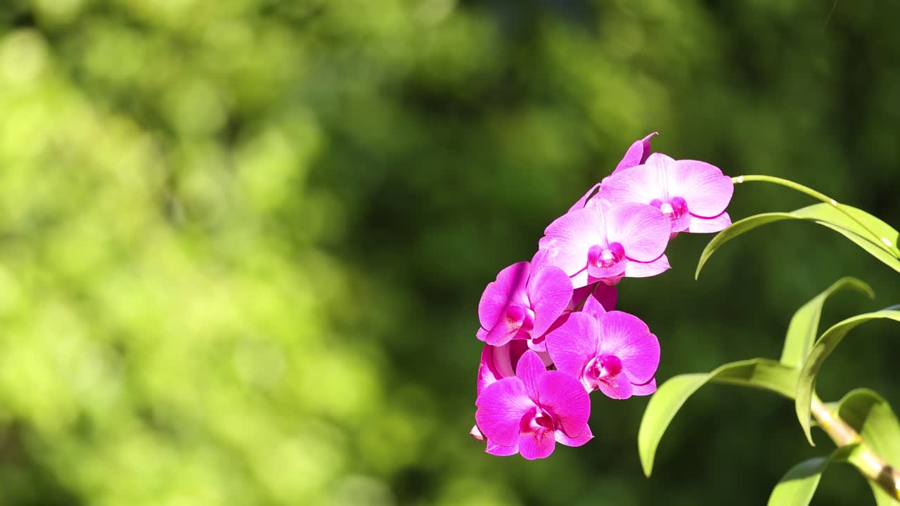 보라색 오키디가 바람에 부드럽게 흔들리고