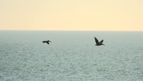 Toma-En-Cámara-Lenta-De-Dos-Pelícanos-Volando-De-Izquierda-A-Derecha-A-Través-De-La-Pantalla-Al-Atardecer-En-Florida