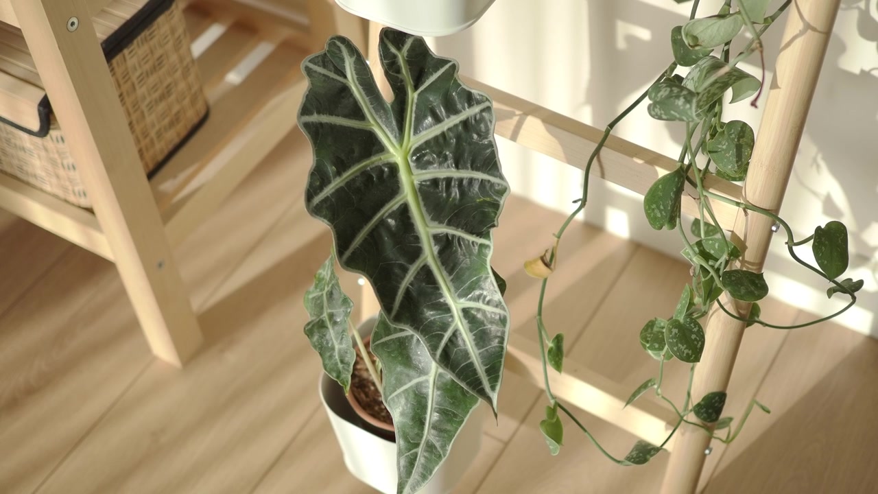 Planta Alocasia Amazonica en un entorno interior luminoso