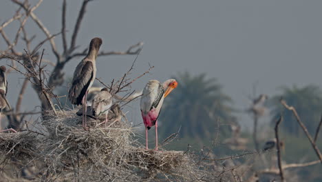 during breeding season, painted stork and juvenile painted stork sitting on the nest with babies in keoladeo bird sanctuary, india.