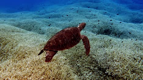 Grüne-Meeresschildkröten-Auf-Dem-Riff-Mit-Schwimmenden-Kleinen-Fischen---Mittlerer-Schuss