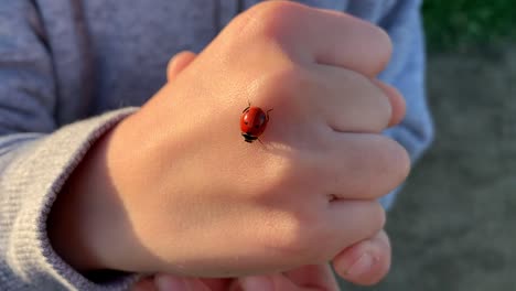 Red-ladybug-crawling-on-a-small-fist-with-natural-lighting