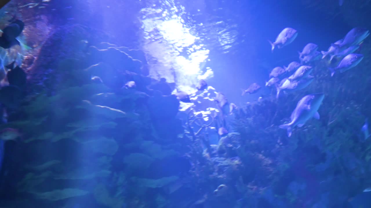Panning view of hundreds of marine fish species at the Oceanografic, situated in the City of Arts and Sciences in Valencia. This attraction is Europe’s largest oceanographic park.