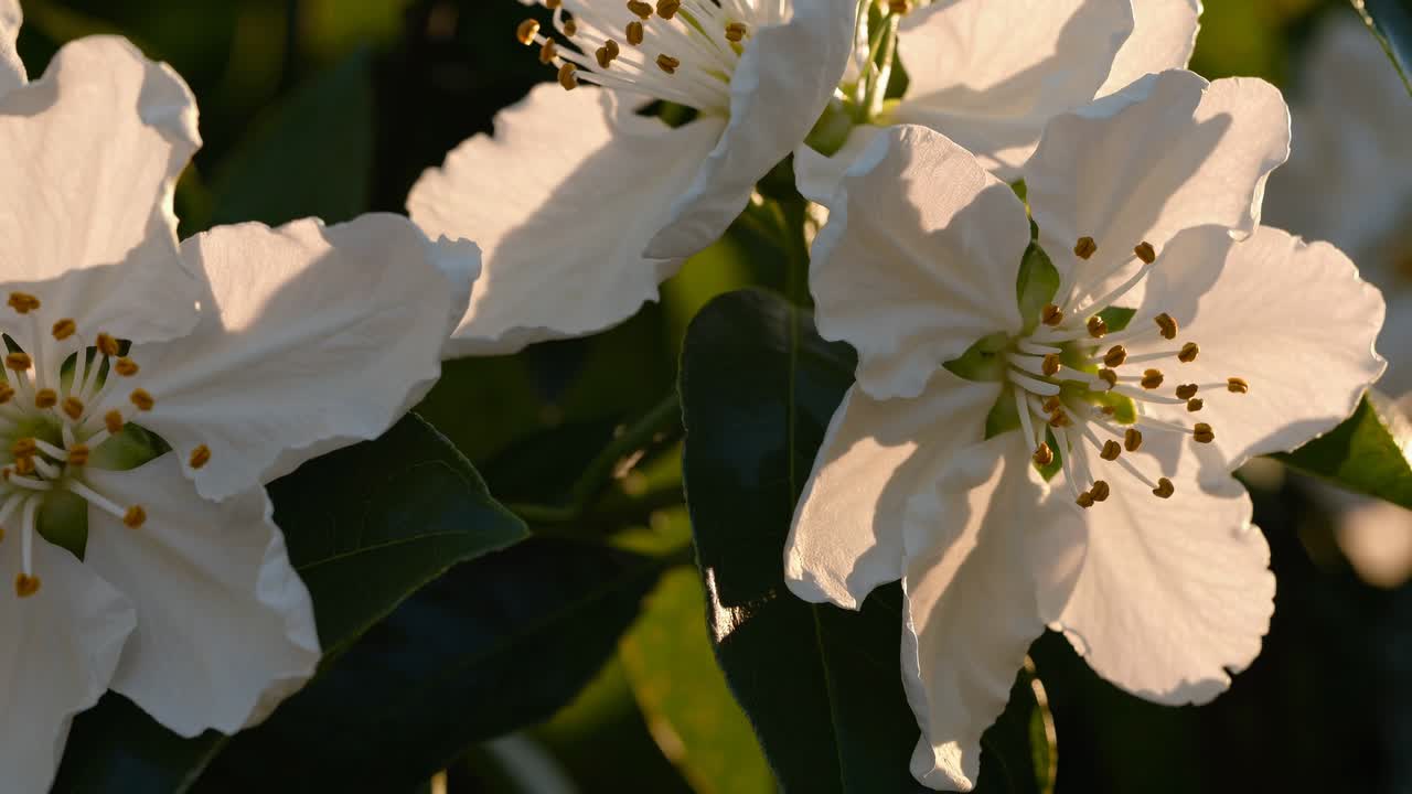 Vídeo em close-up de flores brancas sob luz solar suave, capturando pétalas e estames delicados