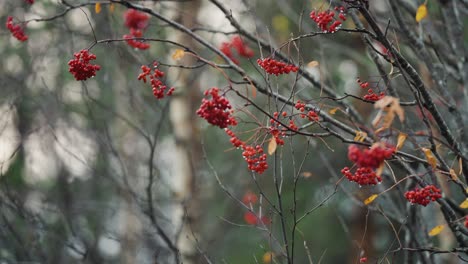 thin dark rowan tree branches with bright leaves and berries