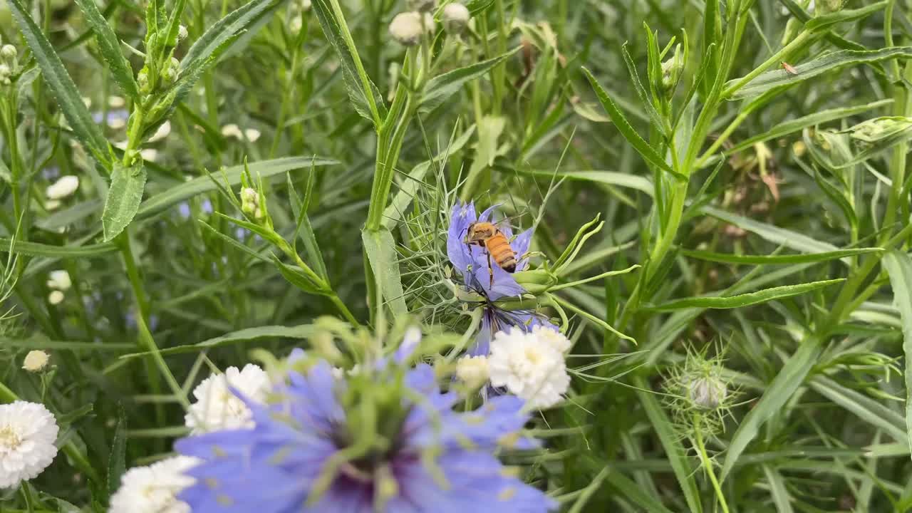 abeja de miel aterrizando en una flor para recolectar polen