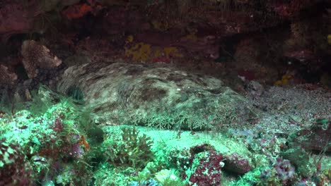 Wobbegong-Hai,-Der-Seine-Flosse-In-Raja-Ampat-Mikronesien-Bewegt