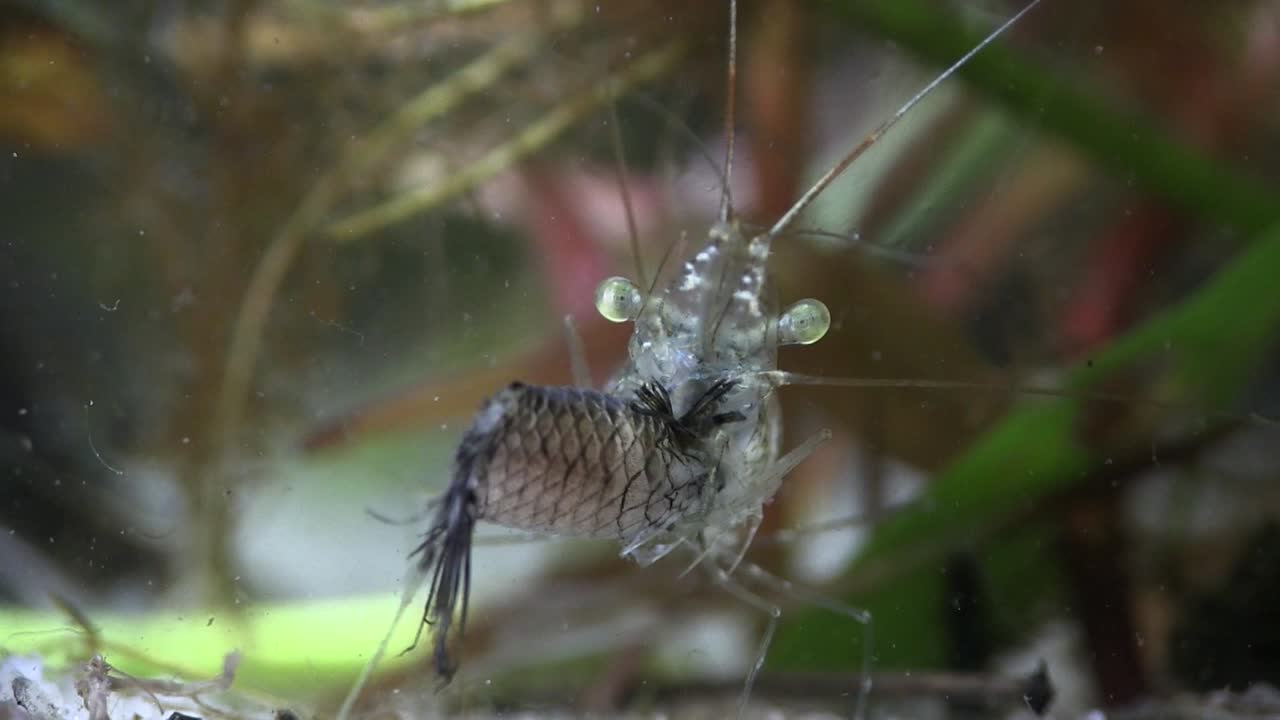 수중 유리 새우의 익스트림 클로즈업 1