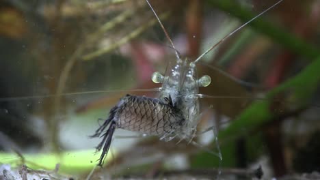 extreme close up of a glass shrimp underwater 1