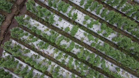 field plantation of melons outdoor