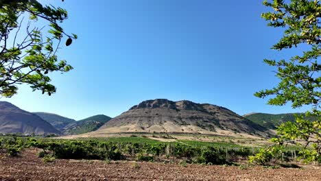 una vista de viñedos y colinas bajo un cielo azul cerca de sudak, crimea
