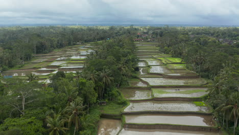 Toma-Aérea-De-Un-Carro-De-Bajo-Vuelo-De-Un-Vasto-Campo-De-Cultivo-De-Arroz-En-Terrazas-En-Un-Clima-Tropical-Con-Un-Agricultor-Trabajando-En-Los-Cultivos