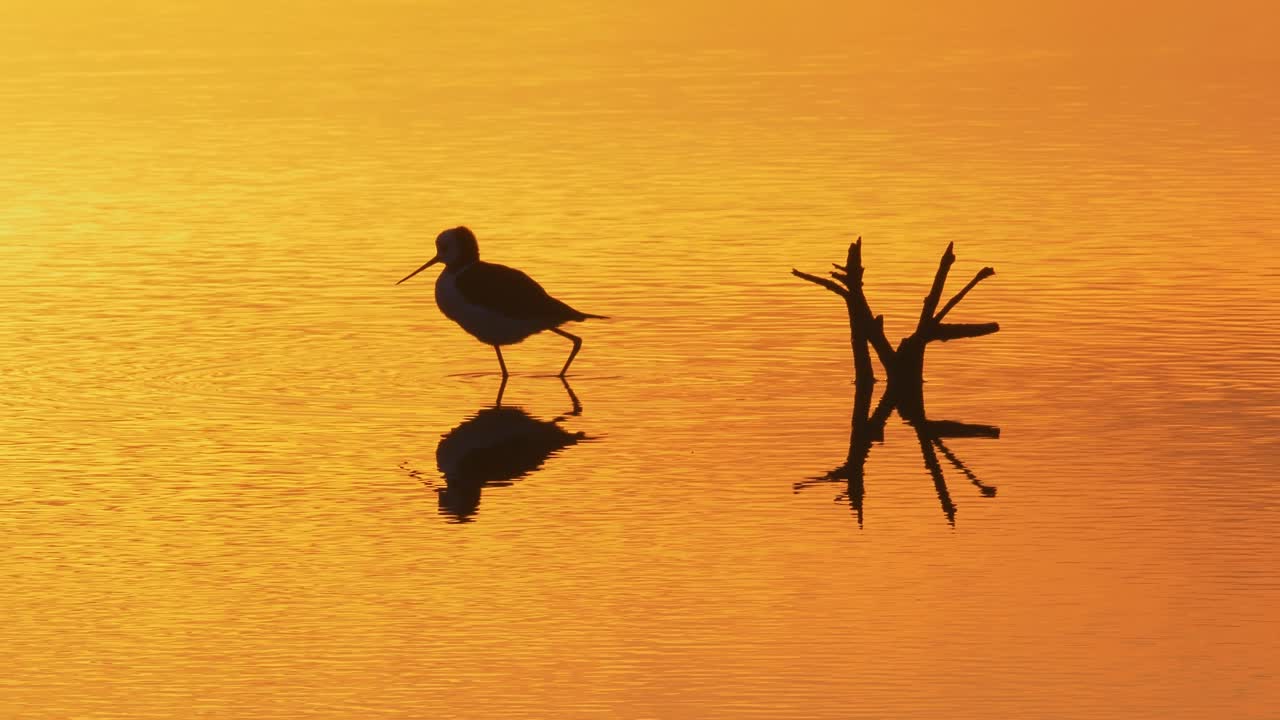 silueta pájaro zancudo vadeando a través del agua y la caza, vibrante puesta de sol naranja