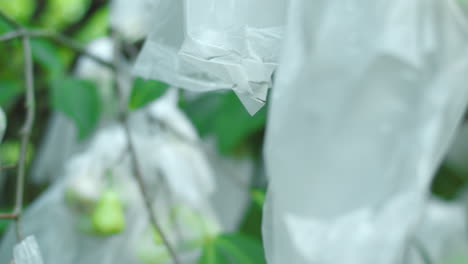 Wässrige-Rosenäpfel-An-Bäumen,-Geschützt-Durch-Plastiktüten