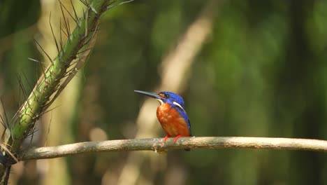 beautiful little blue-eared kingfisher bird relaxing under the bright sunlight