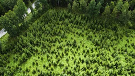 drone flying away from replanted pine plantation in bohuslan, sweden