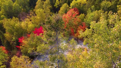 bosque mixto en otoño en las montañas