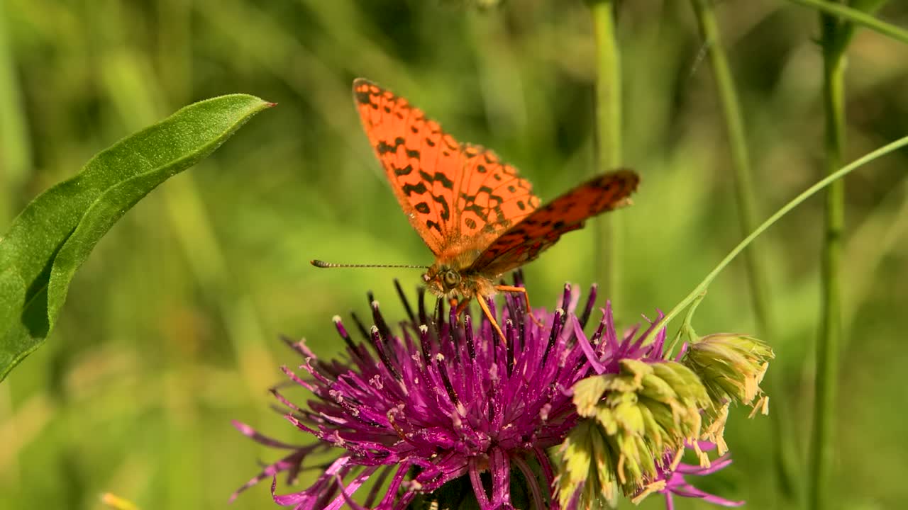 Farfalla maculata arancione su un cardo viola