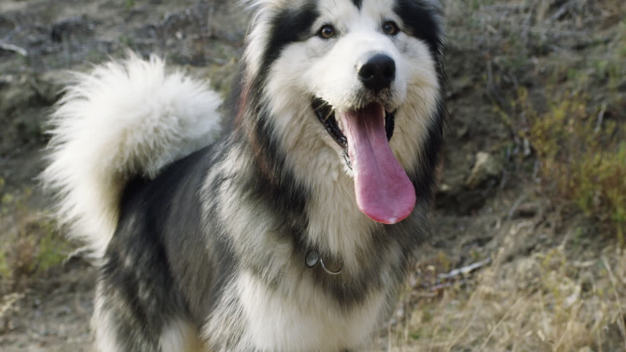 아름다움은 짐승입니다.