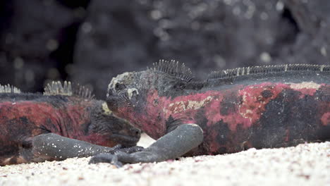 Pair-Of-Motionless-Christmas-Iguanas-On-Beach-At-Punta-Suarez-In-The-Galapagos