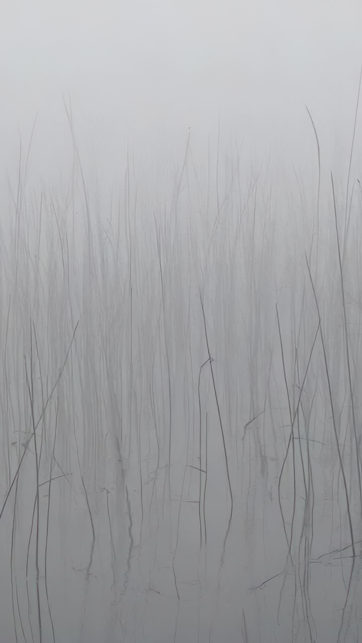 Vertical video: Shifting camera revealing denser reed stalks in foggy marsh, tall thin reeds fading