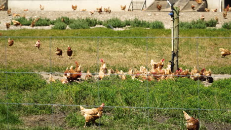 massive chicken farm in new zealand, handheld view