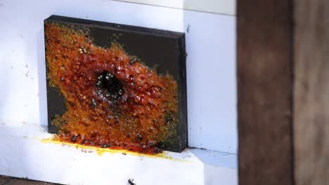 las abejas que entran y salen de la entrada de la colmena