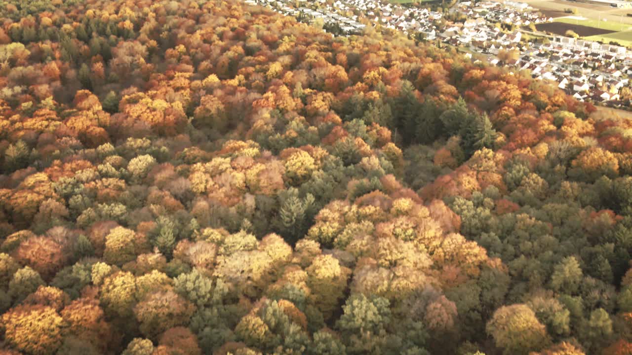 Camera glides forward and tilts upward, revealing golden treetops fading into a vibrant village and patchwork fields under soft evening light