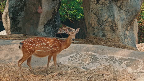 a spotted deer stands on a rocky, dry terrain with hay and trees in the background