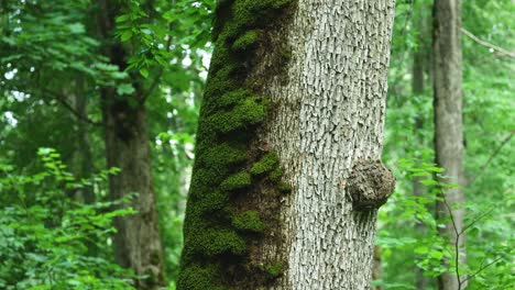 beautiful huge mossy trunk of a tree in bialowieza forest poland