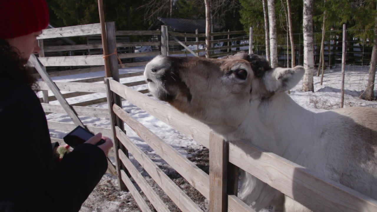 A woman interacts with a reindeer on a sunny winter day in a snowy enclosure in Rovaniemi, Finland