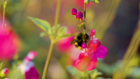 cerrar abeja polinizando flores