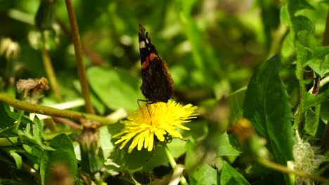 Mariposa-Con-Formas-Negras-Y-Naranjas-Alimentándose-De-Flor-Amarilla