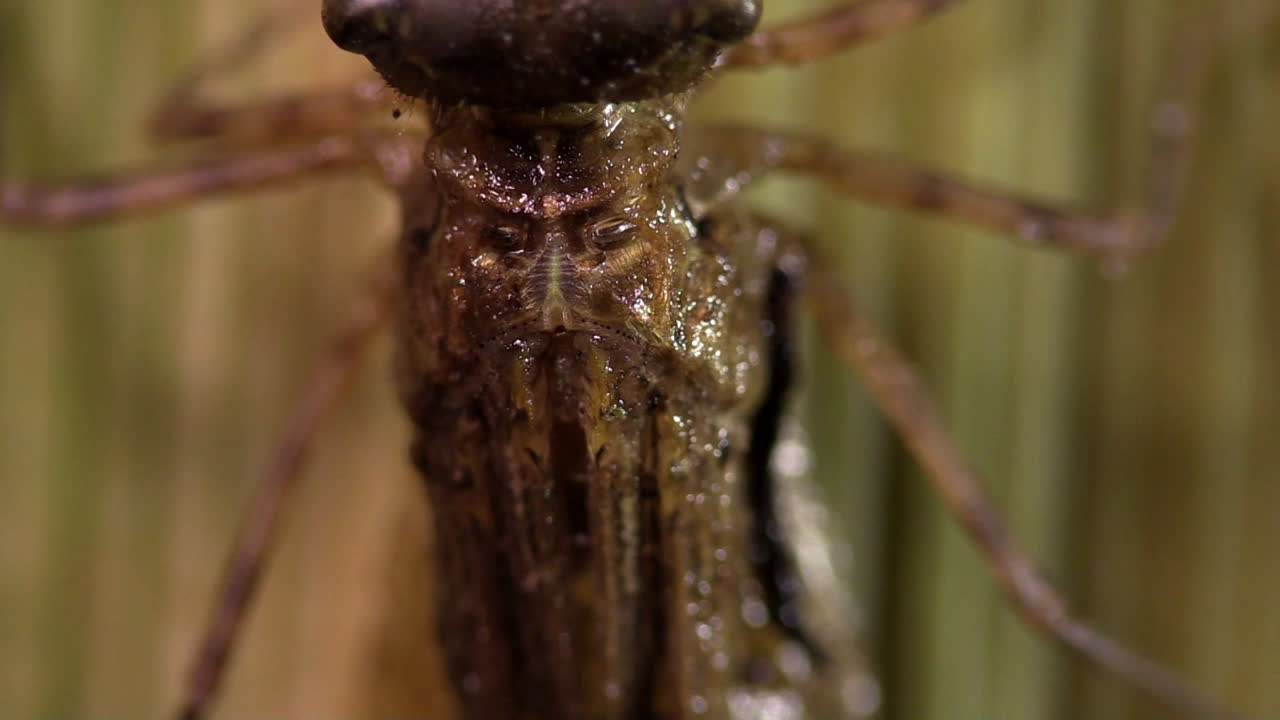 una libélula sufre una metamorfosis