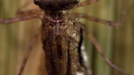 A dragonfly undergoes a metamorphosis
