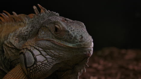 green iguana on a tree branch