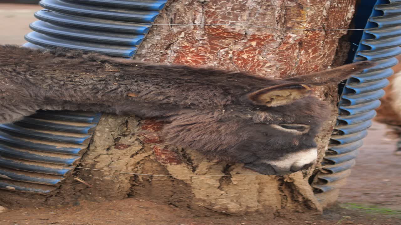 Donkey resting near tree