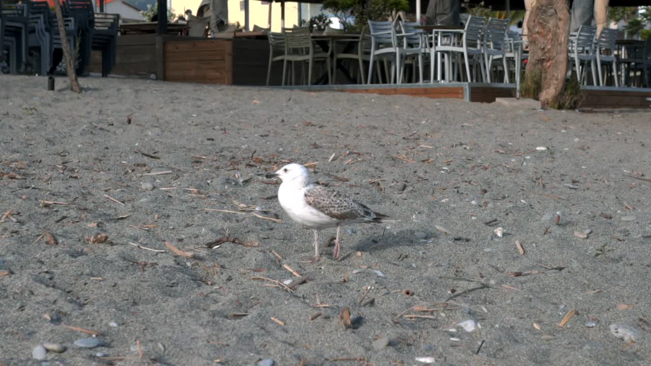 Wounded seagull limping on sandy beach, medium isolated shot shot, 4X times slow motion 100fps.