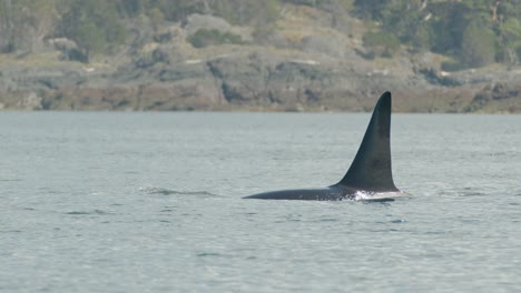 primer plano de la familia de la orca con gracia a la superficie y soplar, disparo de seguimiento