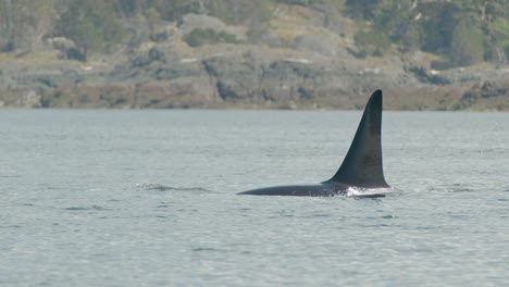 close up of orca family gracefully surface and blow, tracking shot