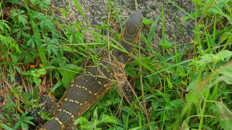 Ein Waran, der sich im wilden, grünen Gras und der Ufervegetation des Nils tarnt und einen Einblick in die vielfältige afrikanische Tierwelt im Murchison Falls National Park, Uganda, Afrika, bietet